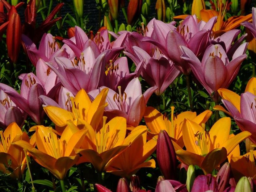  - 2016_06-08_Iunie-August