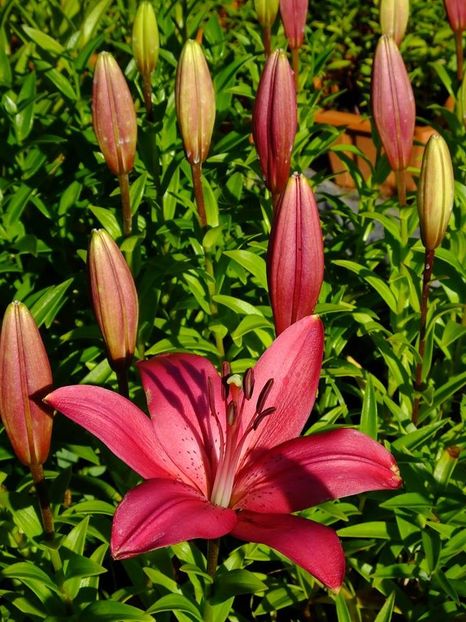  - 2016_06-08_Iunie-August