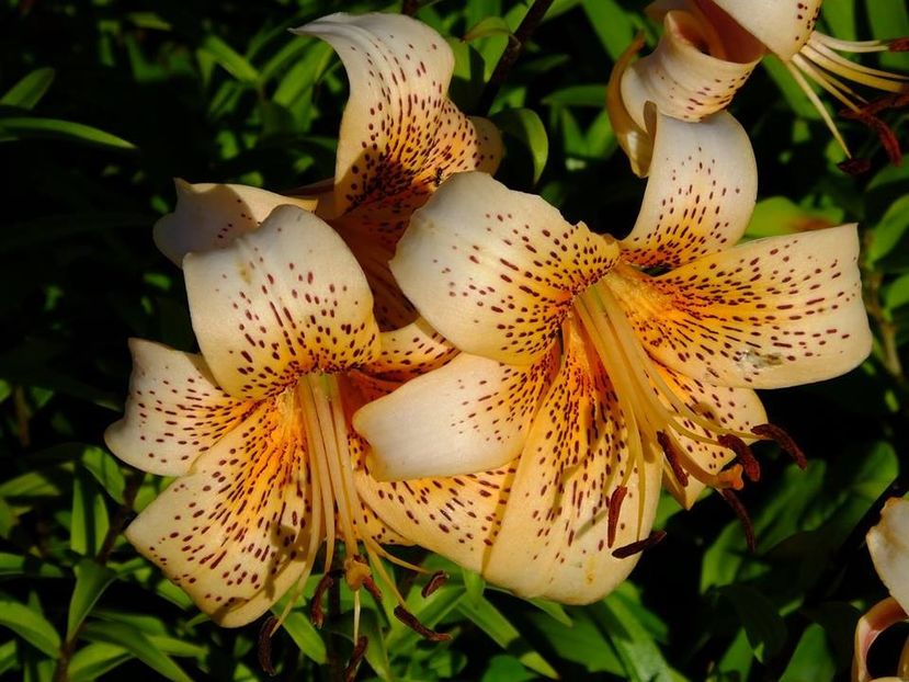  - 2016_06-08_Iunie-August