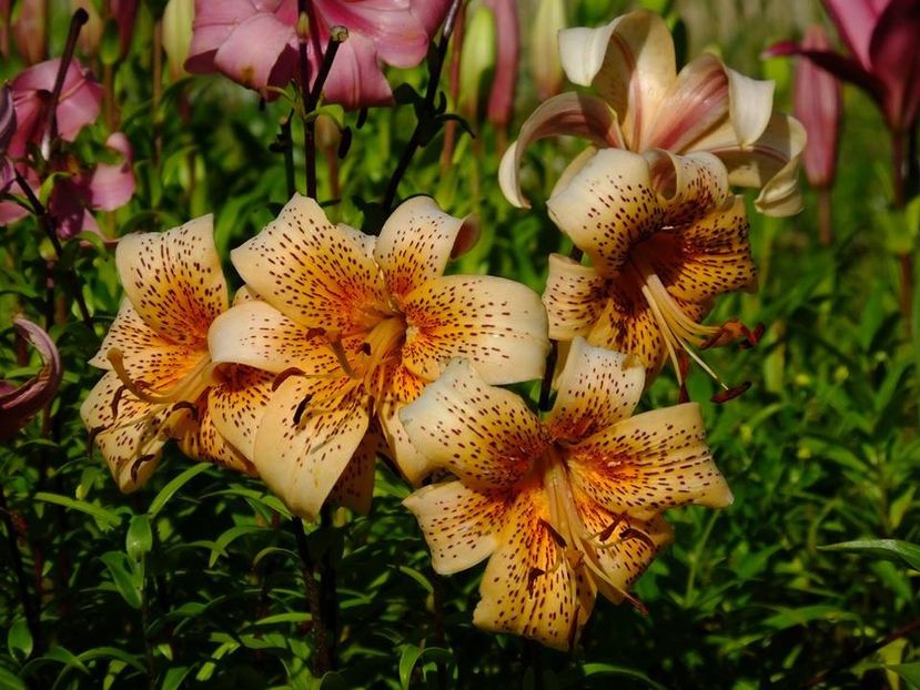 27b - 2016_06-08_Iunie-August