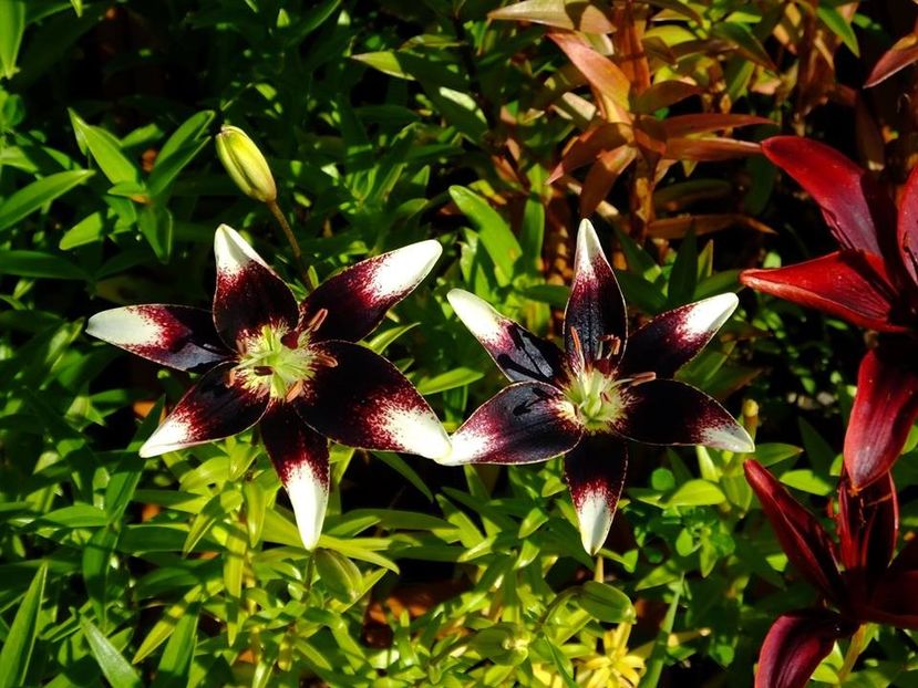  - 2016_06-08_Iunie-August