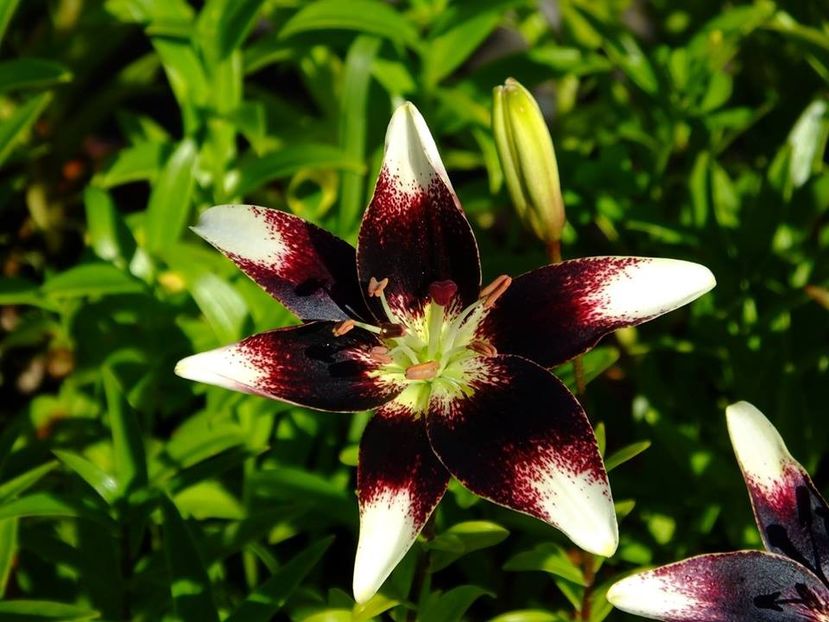  - 2016_06-08_Iunie-August