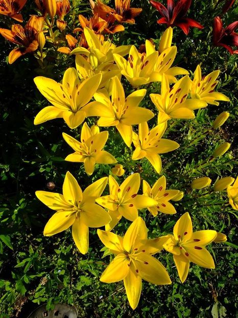  - 2016_06-08_Iunie-August