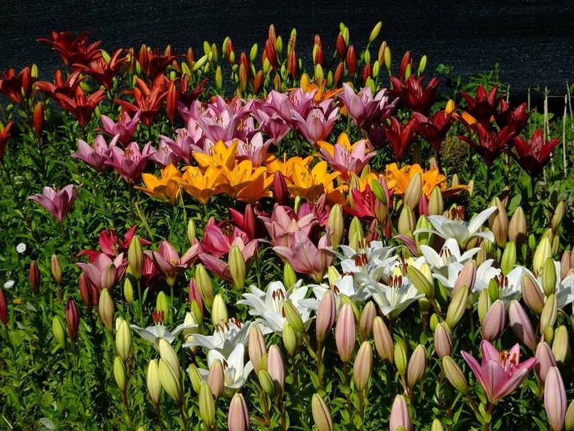  - 2016_06-08_Iunie-August