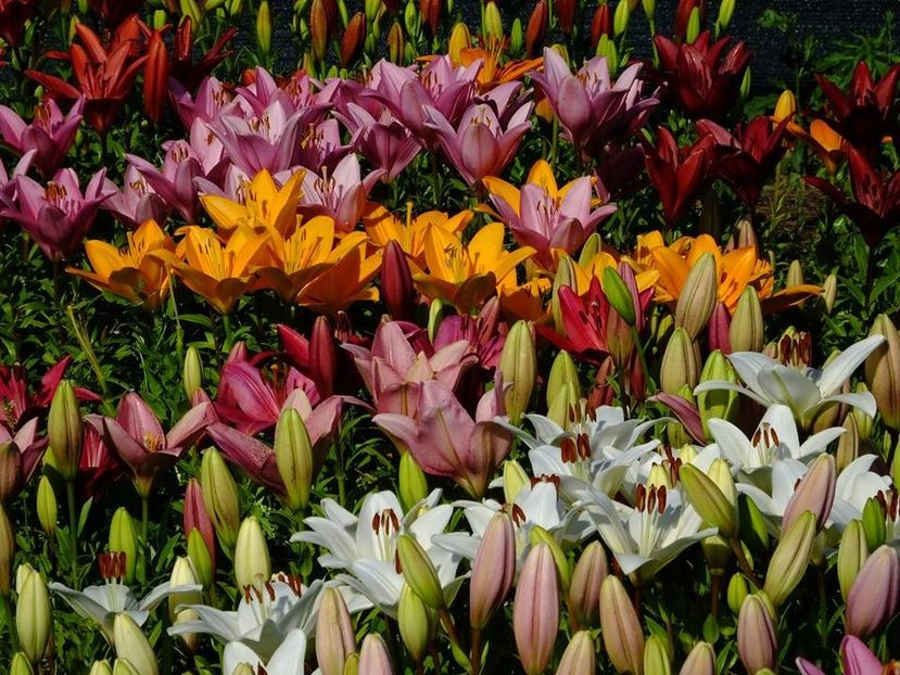  - 2016_06-08_Iunie-August