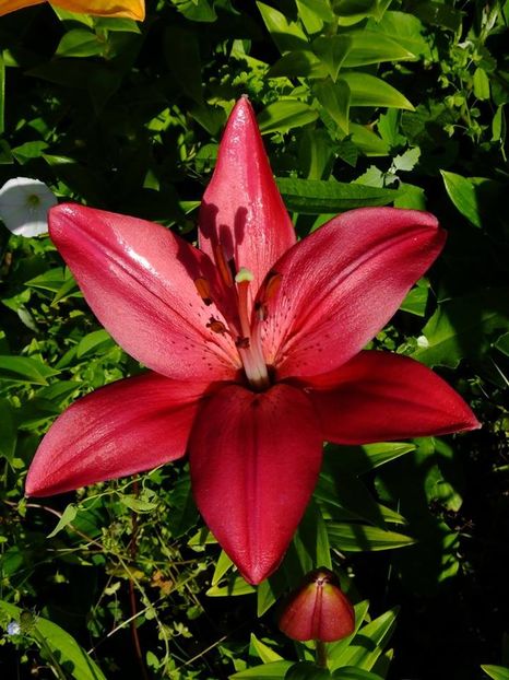  - 2016_06-08_Iunie-August