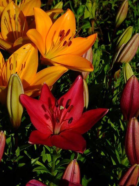  - 2016_06-08_Iunie-August