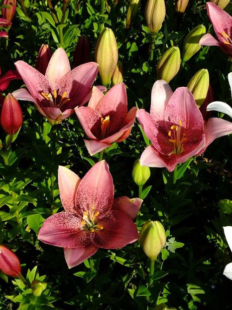  - 2016_06-08_Iunie-August