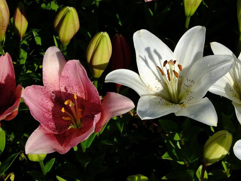  - 2016_06-08_Iunie-August