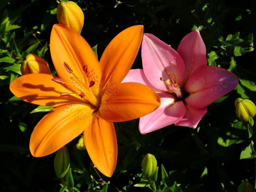  - 2016_06-08_Iunie-August