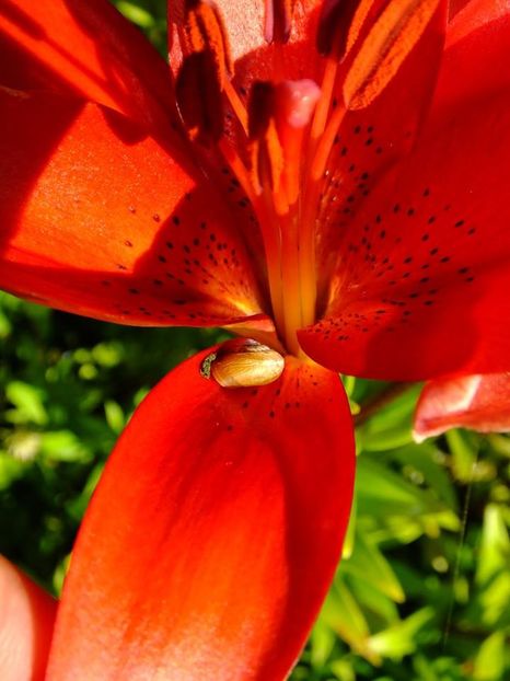  - 2016_06-08_Iunie-August