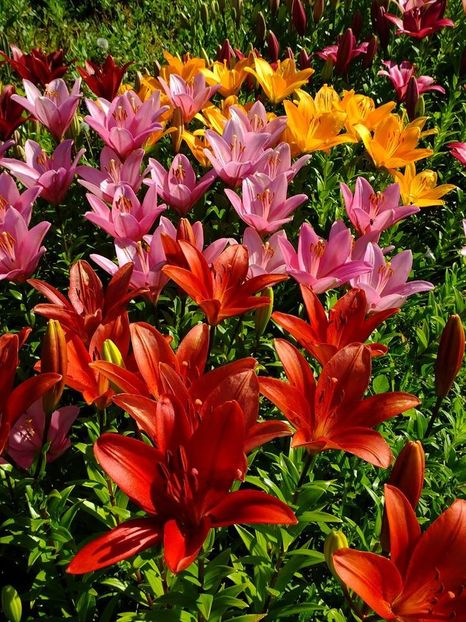  - 2016_06-08_Iunie-August