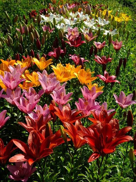  - 2016_06-08_Iunie-August