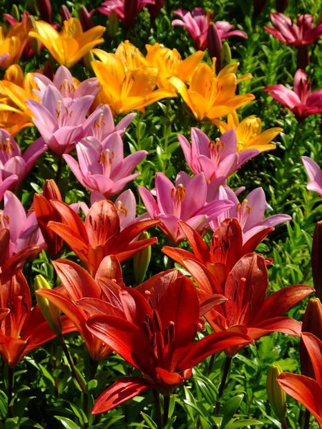  - 2016_06-08_Iunie-August