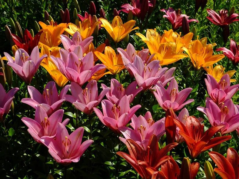  - 2016_06-08_Iunie-August