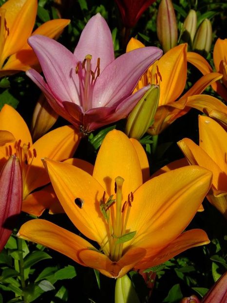  - 2016_06-08_Iunie-August