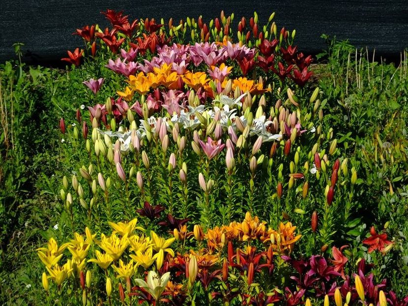  - 2016_06-08_Iunie-August