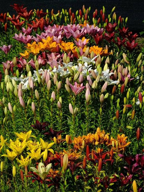  - 2016_06-08_Iunie-August