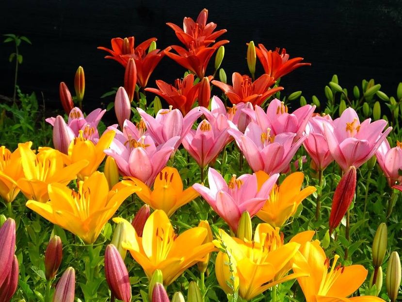  - 2016_06-08_Iunie-August