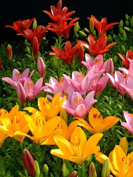  - 2016_06-08_Iunie-August