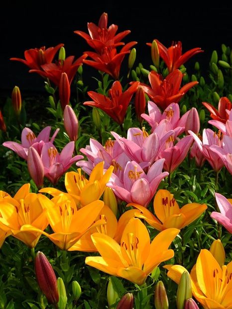  - 2016_06-08_Iunie-August