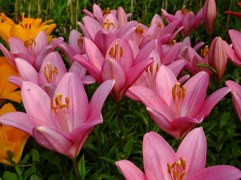  - 2016_06-08_Iunie-August