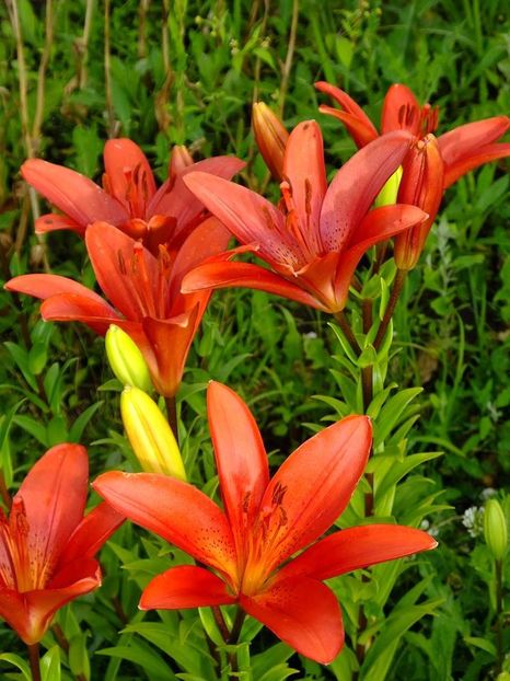  - 2016_06-08_Iunie-August