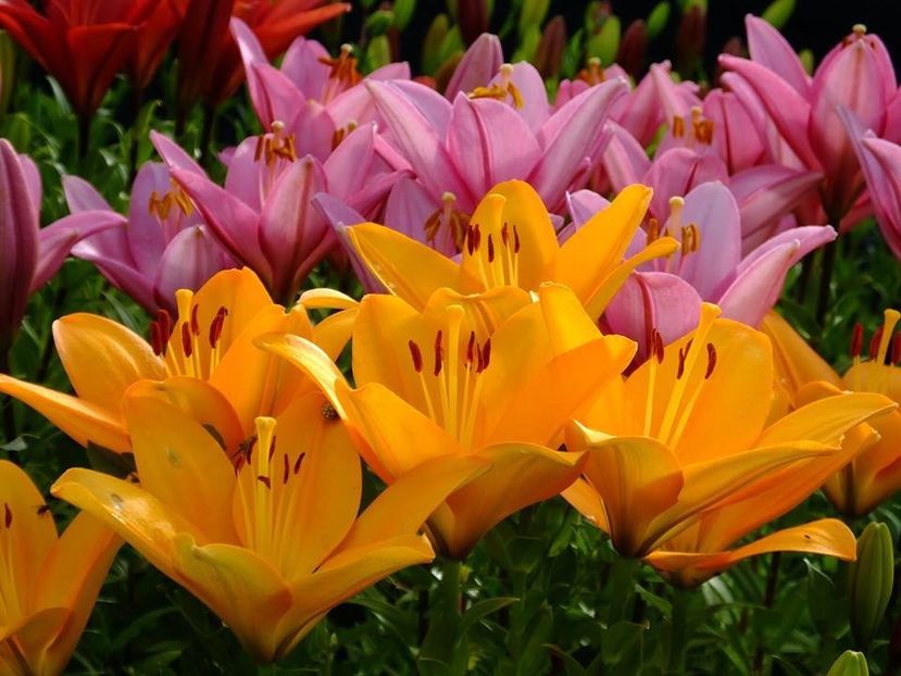  - 2016_06-08_Iunie-August