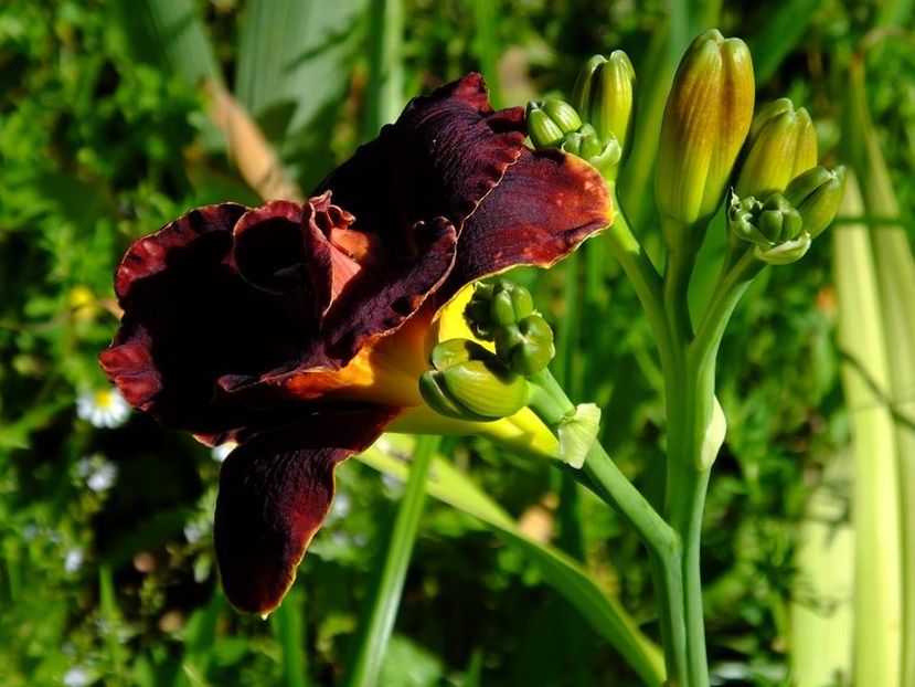 hemerocalis1b - 2016_06-08_Iunie-August