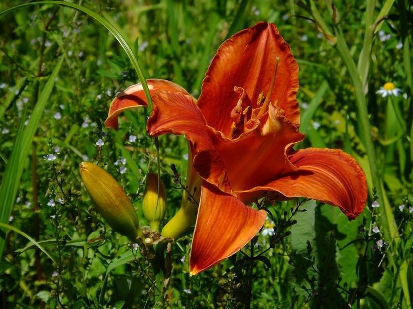 hemerocalis3 - 2016_06-08_Iunie-August