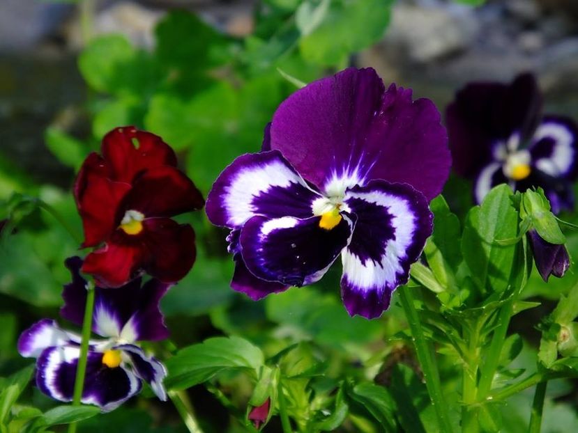 panselute2 - 2016_06-08_Iunie-August