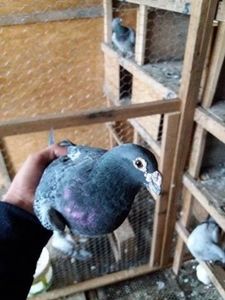 Tata la masc ! - Porumbei de vanzare