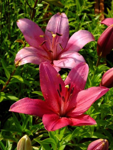  - 2016_06-08_Iunie-August