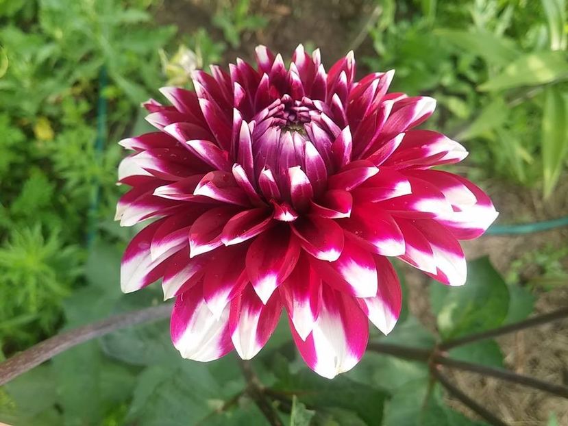 1dalie - 2016_06-08_Iunie-August