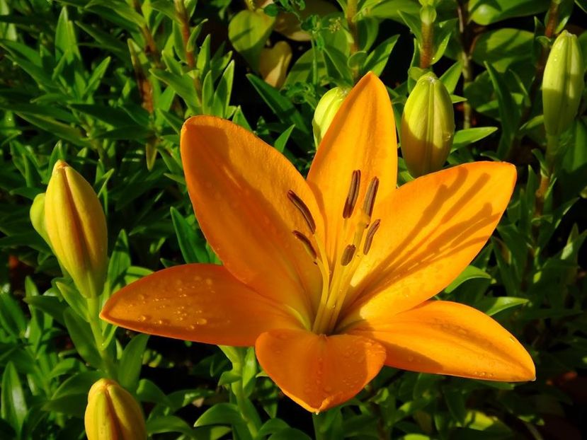  - 2016_06-08_Iunie-August