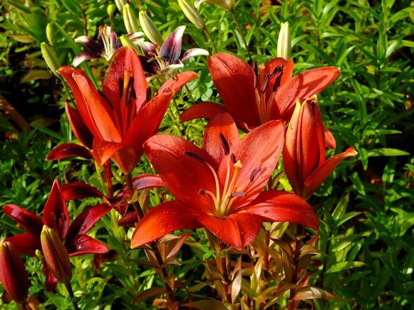  - 2016_06-08_Iunie-August