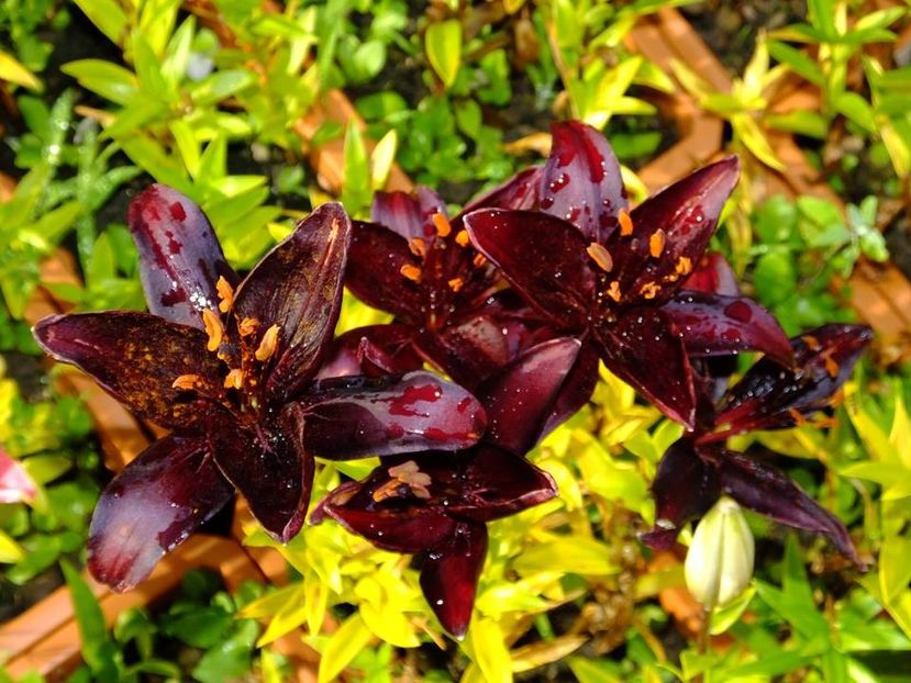  - 2016_06-08_Iunie-August