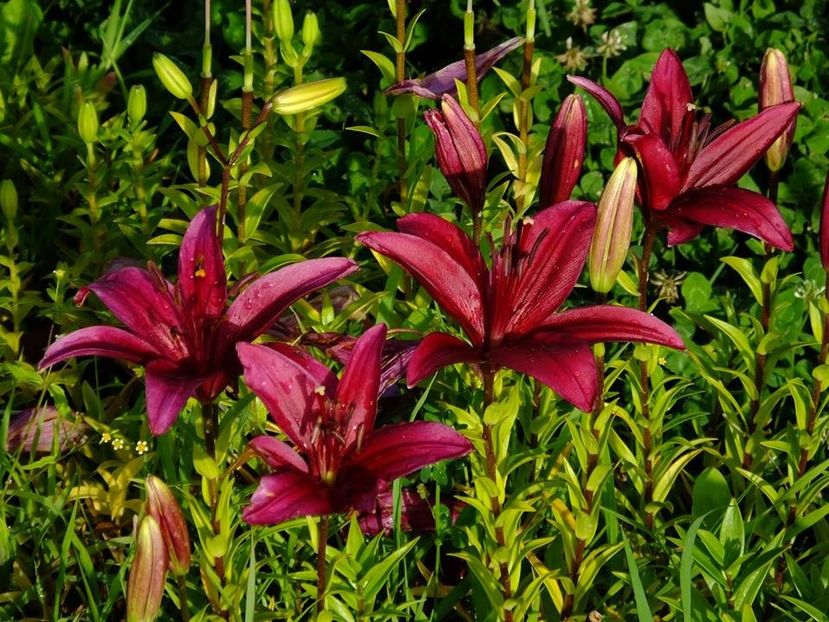  - 2016_06-08_Iunie-August