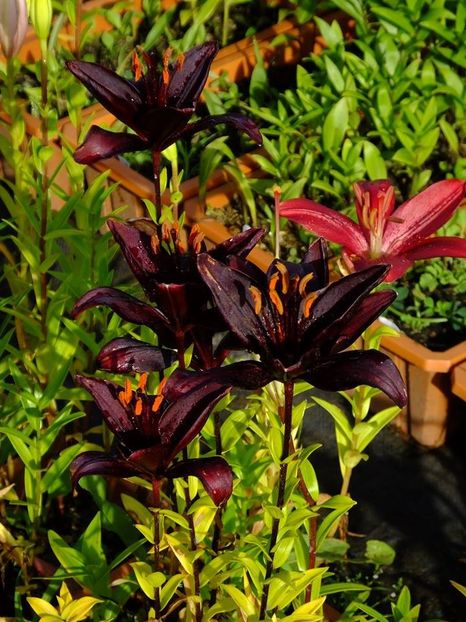  - 2016_06-08_Iunie-August