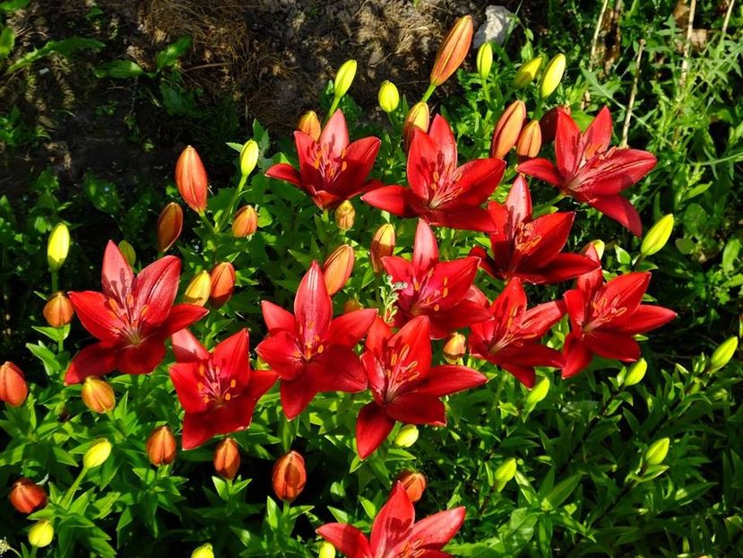  - 2016_06-08_Iunie-August