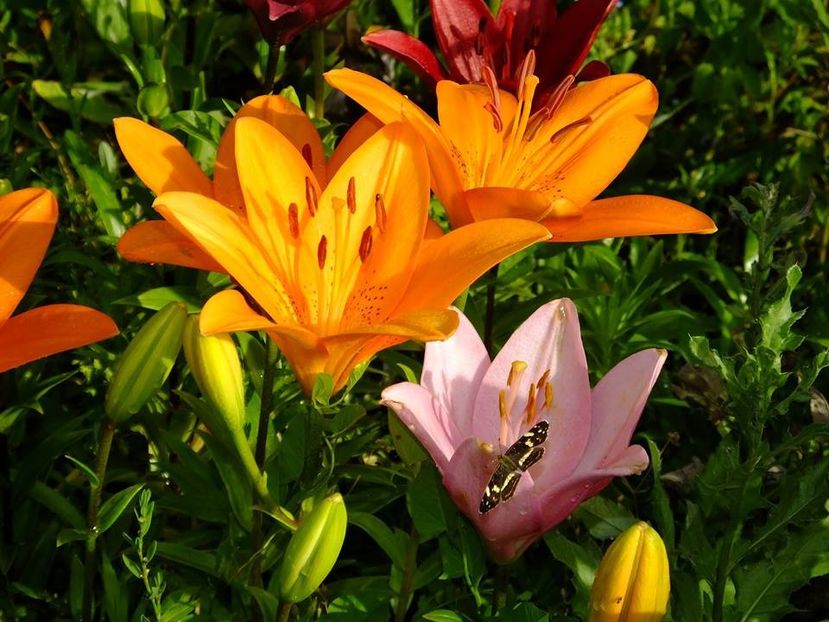  - 2016_06-08_Iunie-August