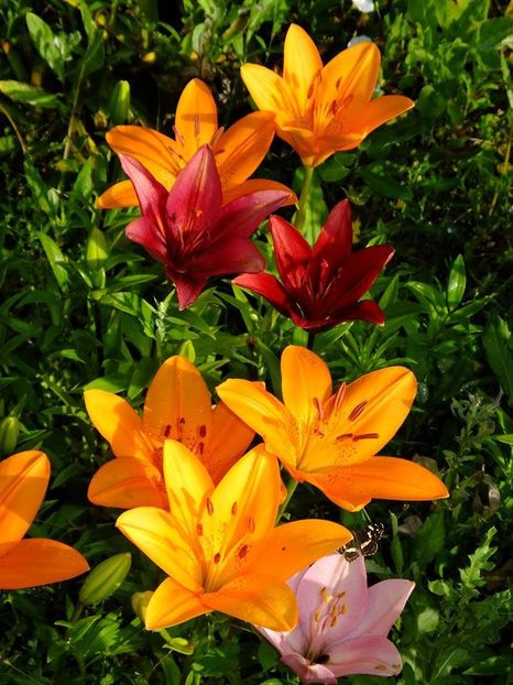  - 2016_06-08_Iunie-August