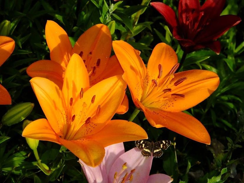  - 2016_06-08_Iunie-August