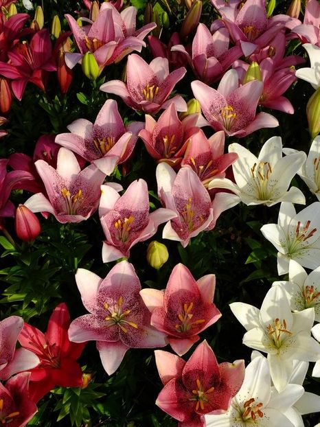  - 2016_06-08_Iunie-August