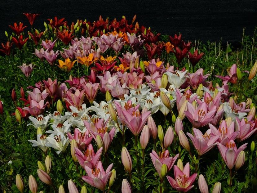  - 2016_06-08_Iunie-August