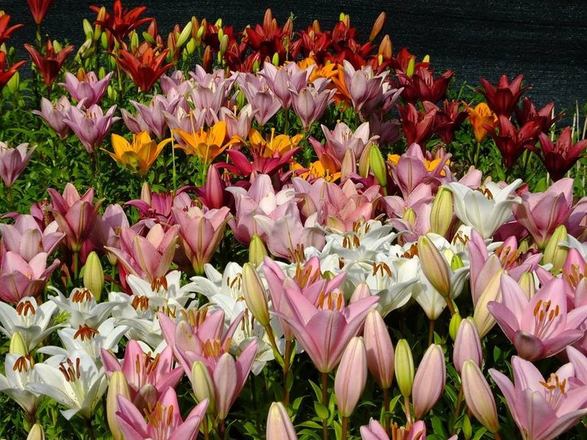  - 2016_06-08_Iunie-August