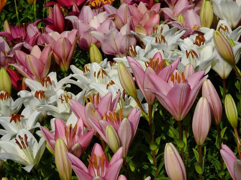  - 2016_06-08_Iunie-August