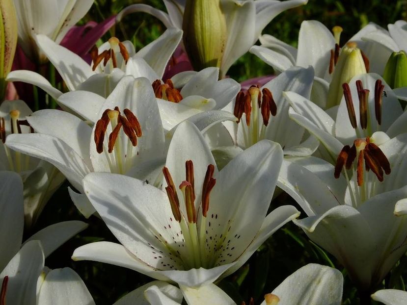  - 2016_06-08_Iunie-August