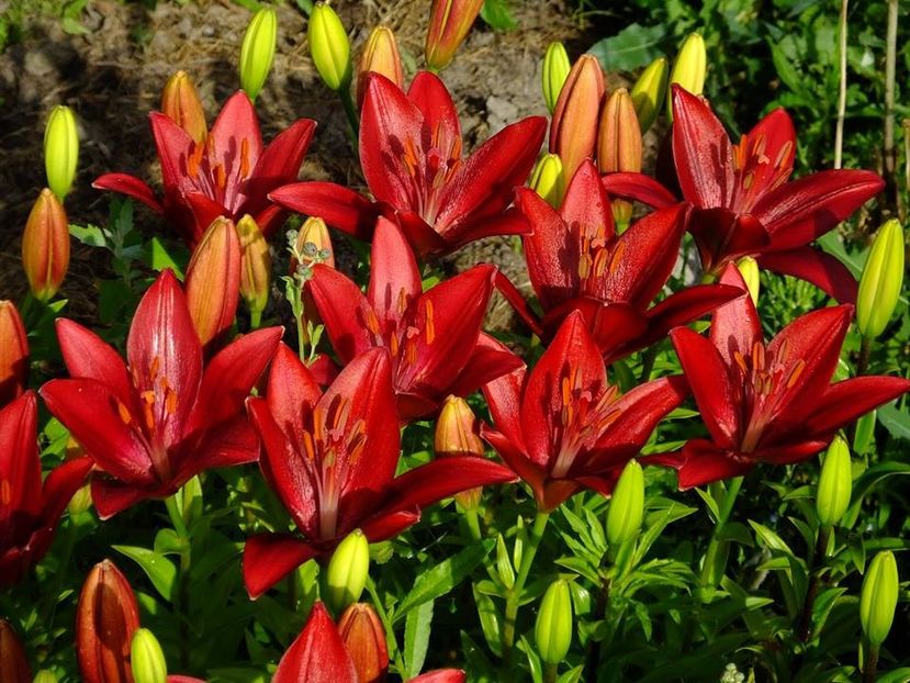  - 2016_06-08_Iunie-August