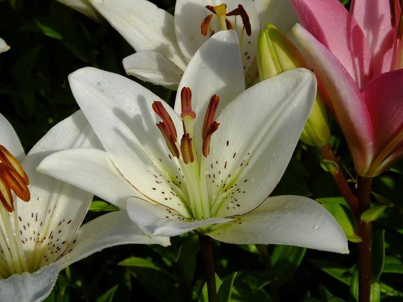  - 2016_06-08_Iunie-August